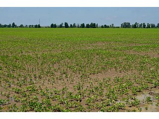 Property photo 84 - LAND AUCTION - 700+/- ACRES OFFERED IN 16 TRACTS IN ALLEN COUNTY, INDIANA